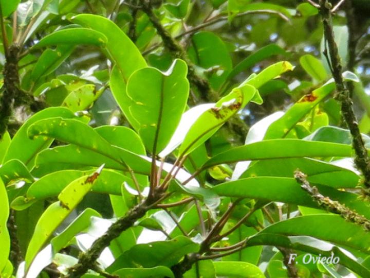 Sapium pachystachys