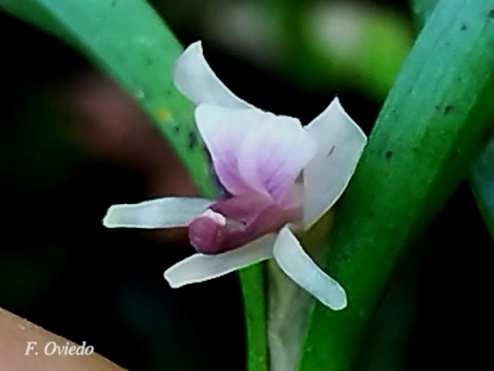 Scaphyglottis prolifera