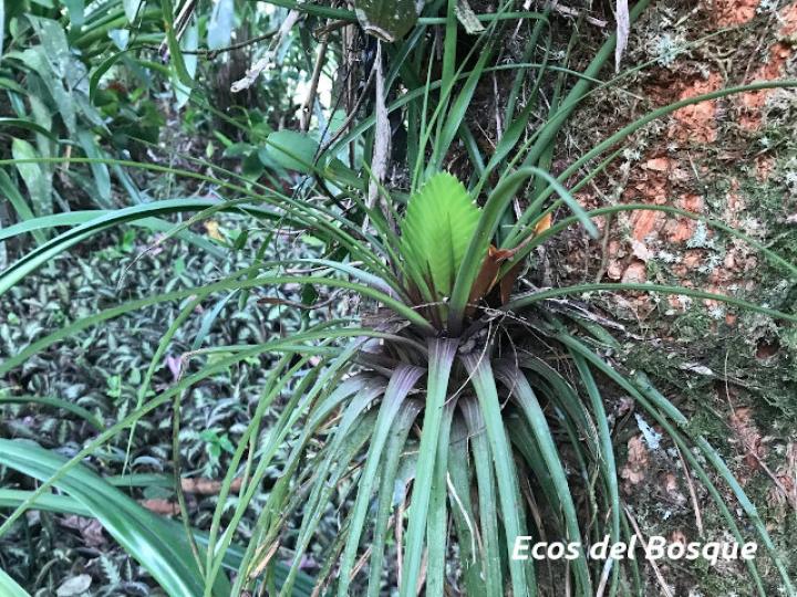 Tillandsia anceps