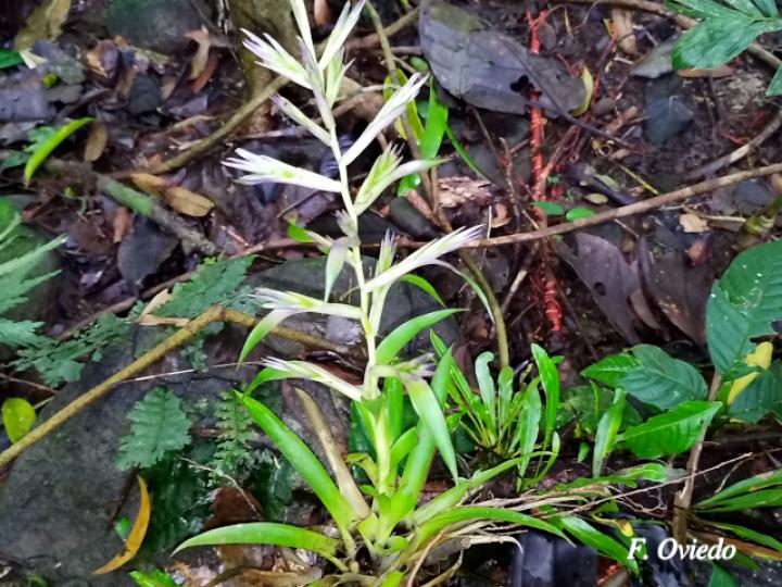 Tillandsia leiboldiana