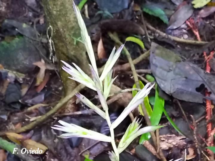Tillandsia leiboldiana