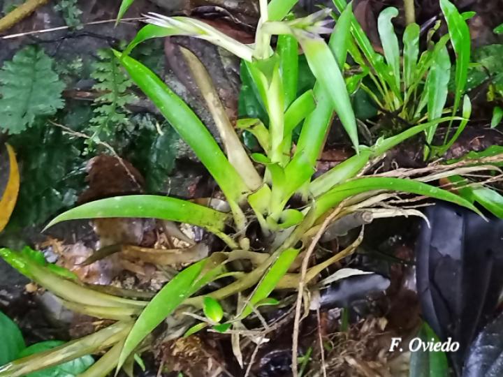 Tillandsia leiboldiana