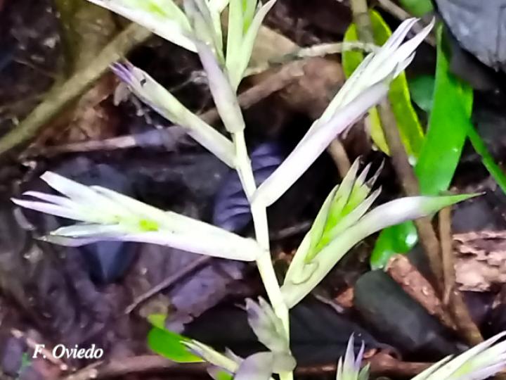 Tillandsia leiboldiana