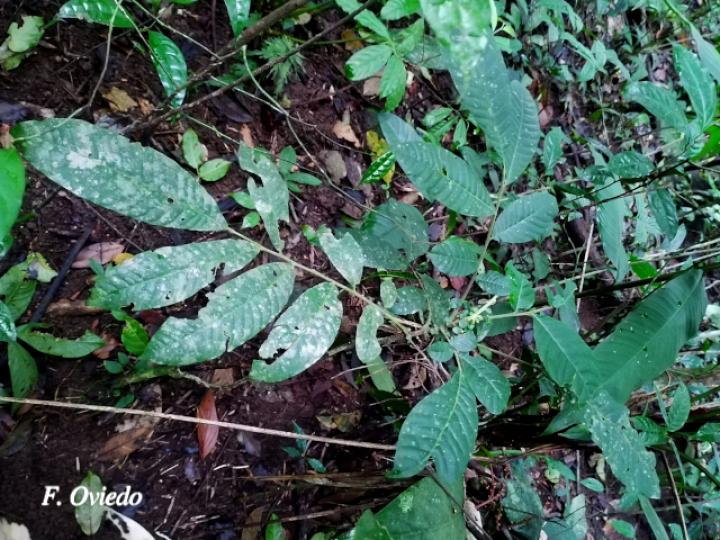 Trichilia pittieri (Cedro cóbano)