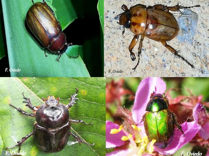 Abejones de mayo diversidad de formas y colores