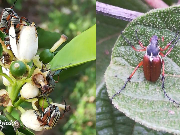 Ejemplo de abejones diurnos (ahogapollos)