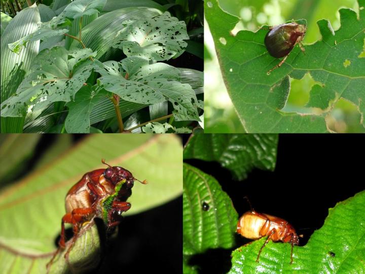 Abejón de mayo, alimentándose de Anisillo (Piper aritum)