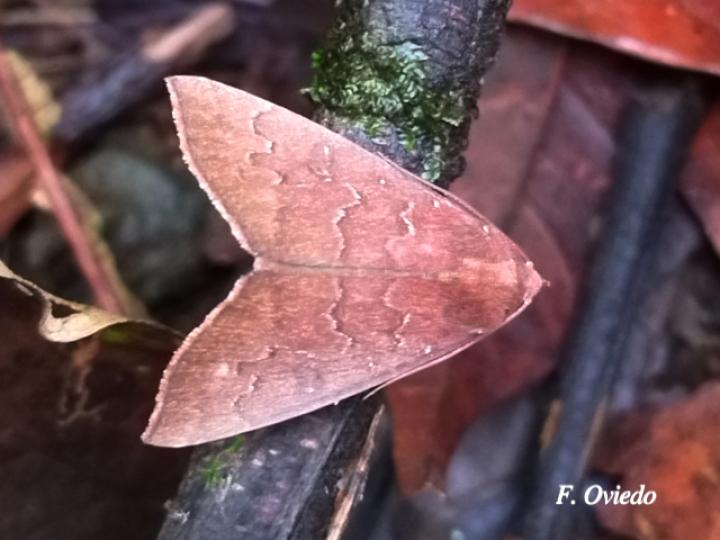 Anomis illita (Polilla del gusano de la hoja de okra)