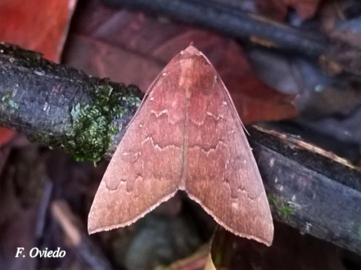 Anomis illita (Polilla del gusano de la hoja de okra)