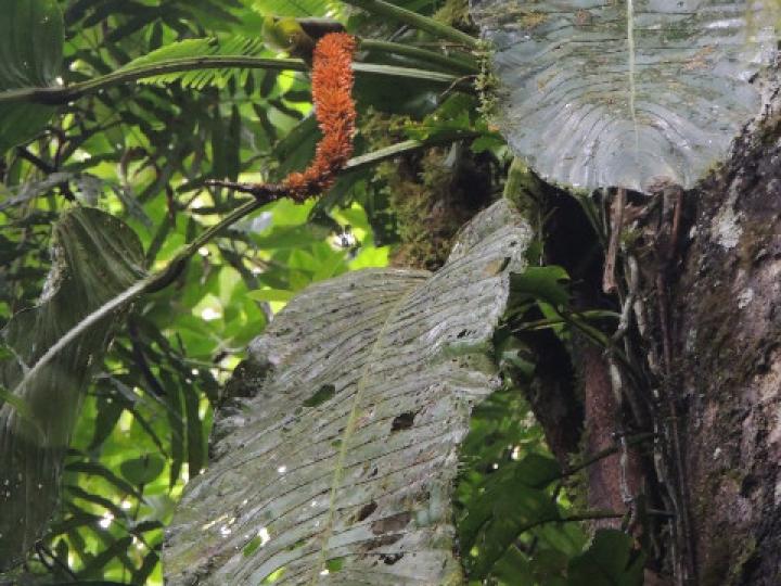 Anthurium spectabile