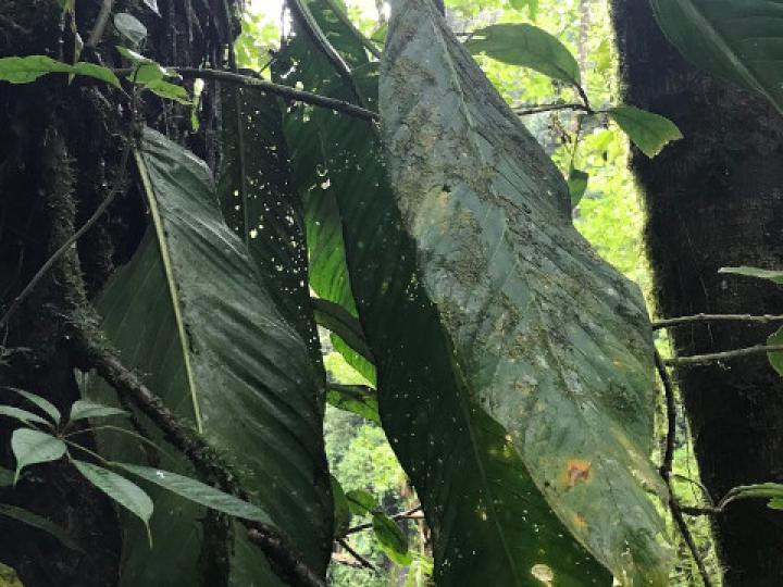 Anthurium spectabile