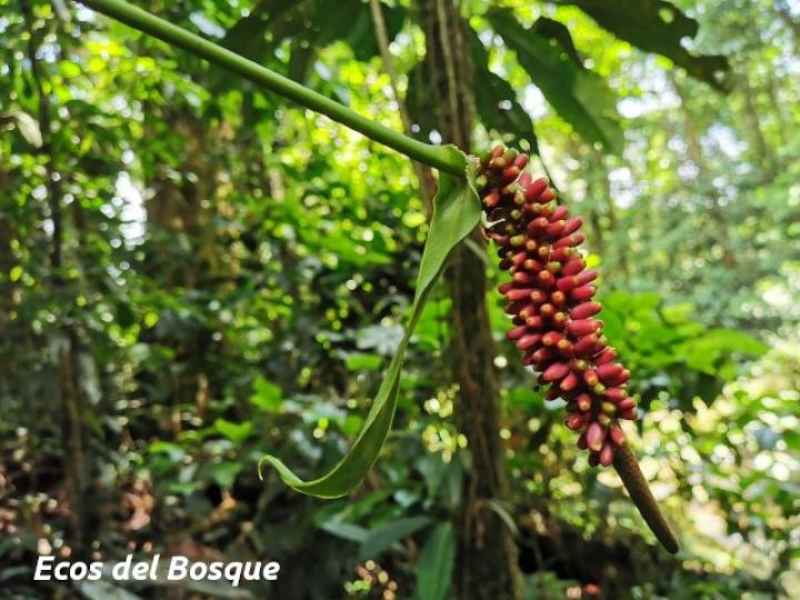 Anthurium talamancae