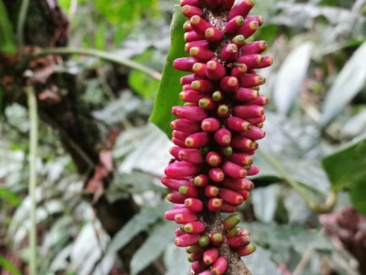 Anthurium talamancae