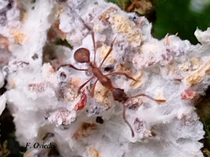Apterostigma sp