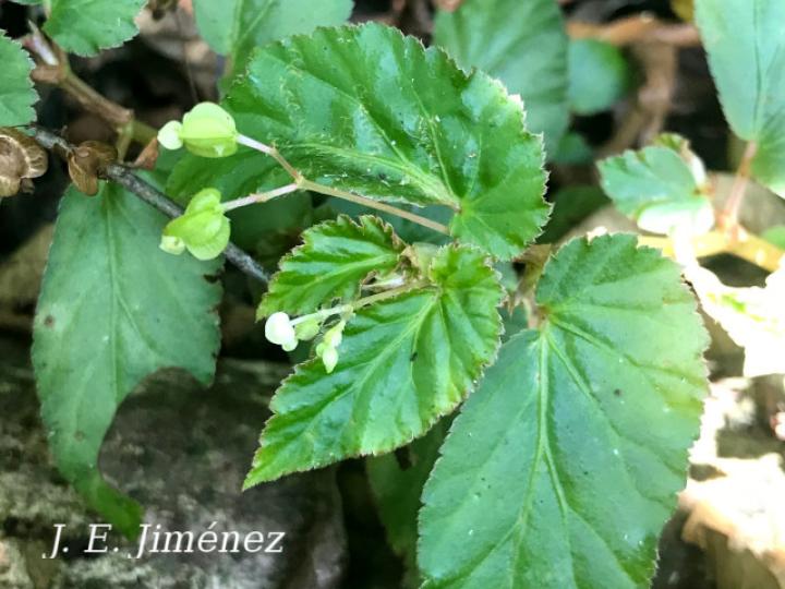 Begonia semiovata