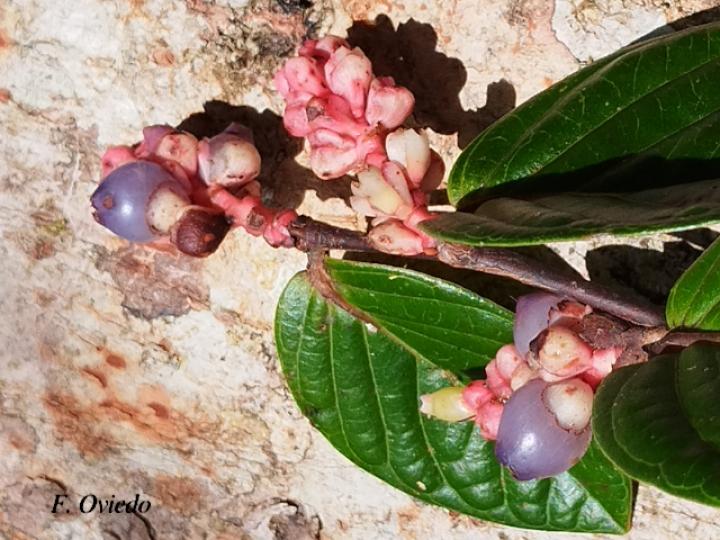 Cavendishia axillaris