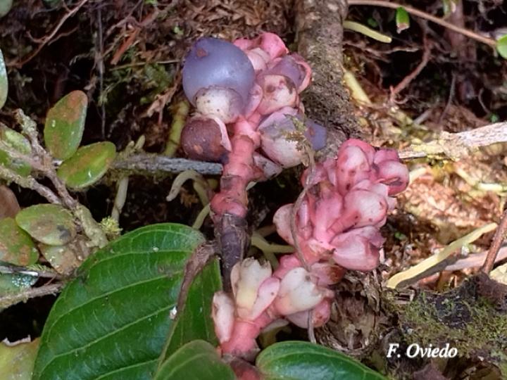 Cavendishia axillaris