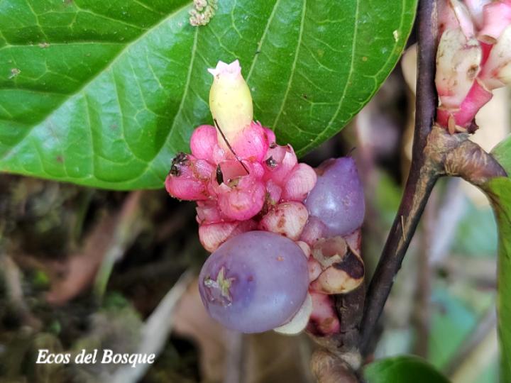 Cavendishia axillaris