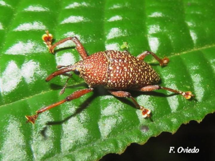 Cholus lecidiosus