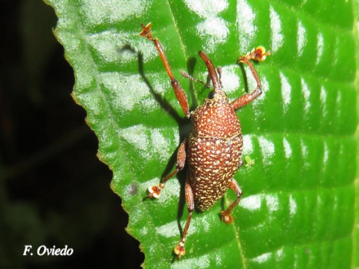 Cholus lecidiosus