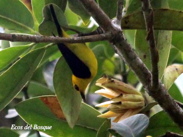 Chrysothlypis chrysomelas (Tangara negro y dorado)