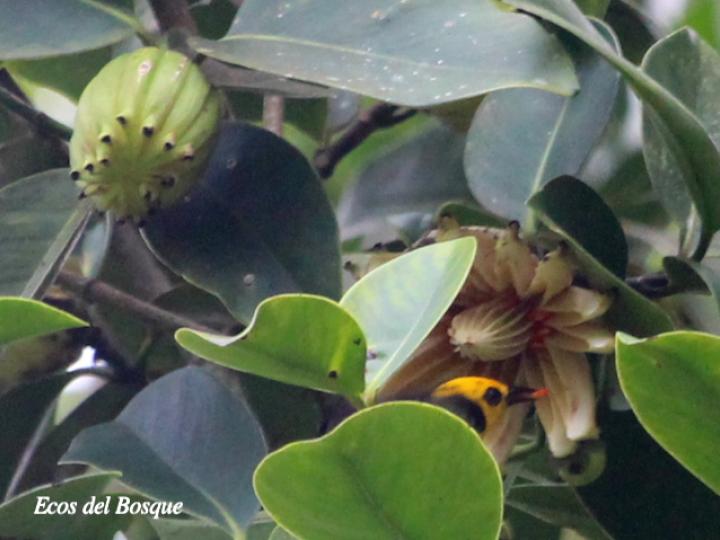 Tangara negro dorado en clusia cooperi