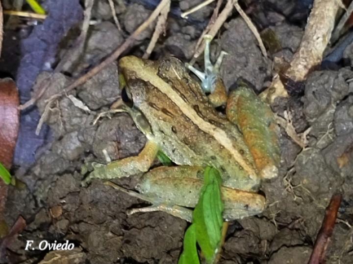 Craugastor fitzingeri (Rana de lluvia común)