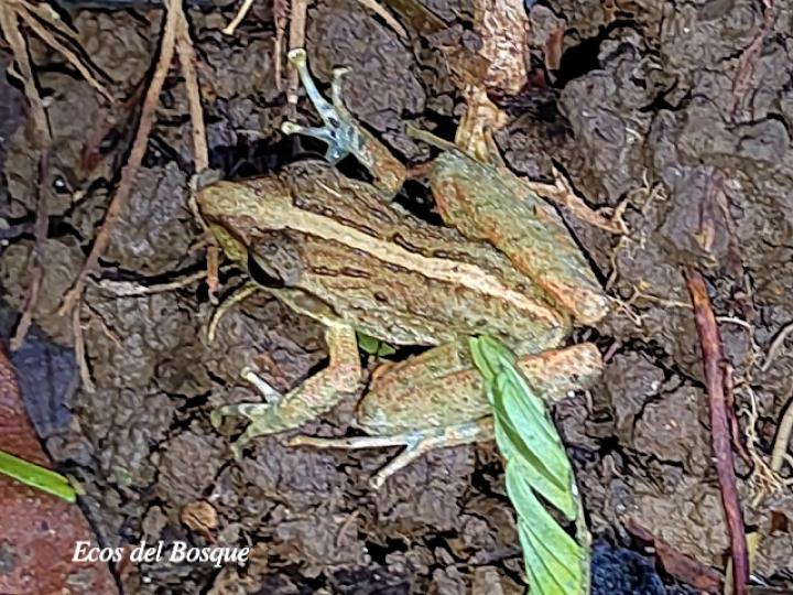 Craugastor fitzingeri (Rana de lluvia común)