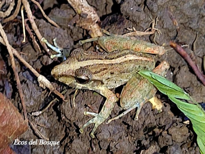 Craugastor fitzingeri (Rana de lluvia común)