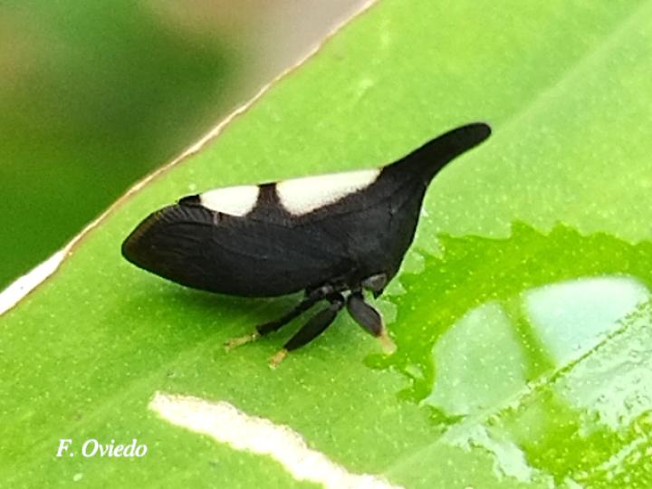 Enchenopa dubia