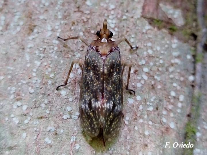 Enchophora stillifera