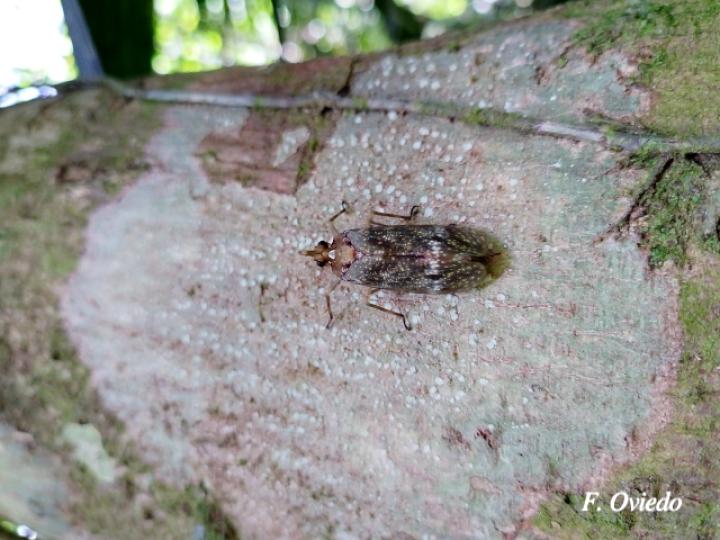 Enchophora stillifera