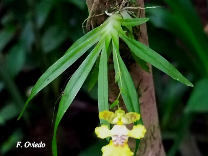 Erycina crista-galli