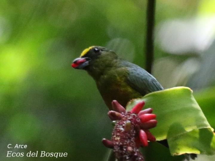 Anthurium talamancae