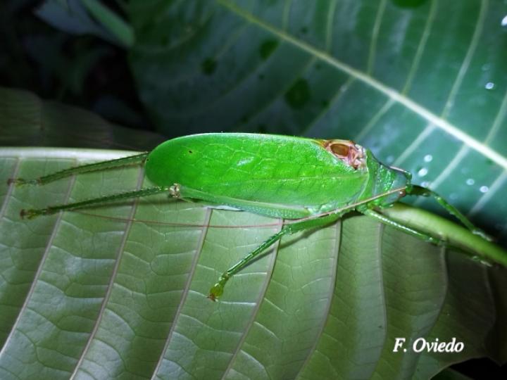 Lophaspis hebardi (Esperanza)