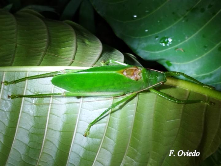 Lophaspis hebardi (Esperanza)