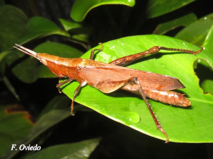 Metaleptea adspersa