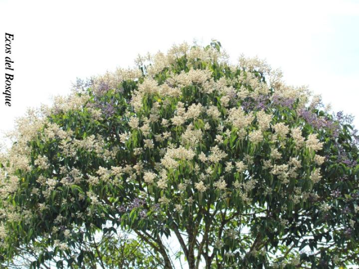 Miconia minutiflora