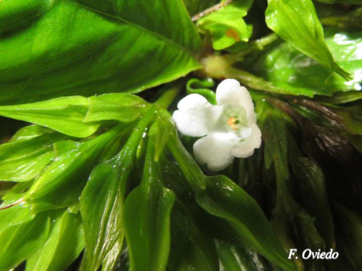 Napeanthus bracteatus