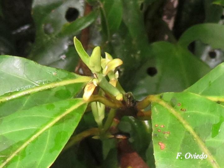 Ocotea leucoxylon