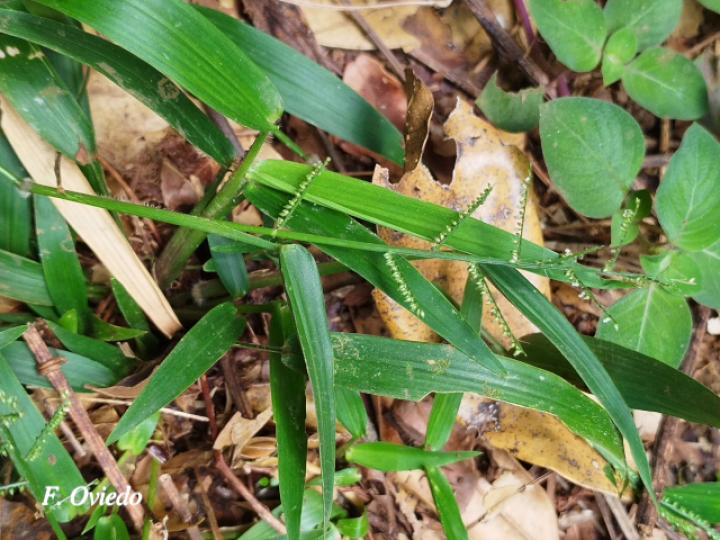 Panicum poligonatum