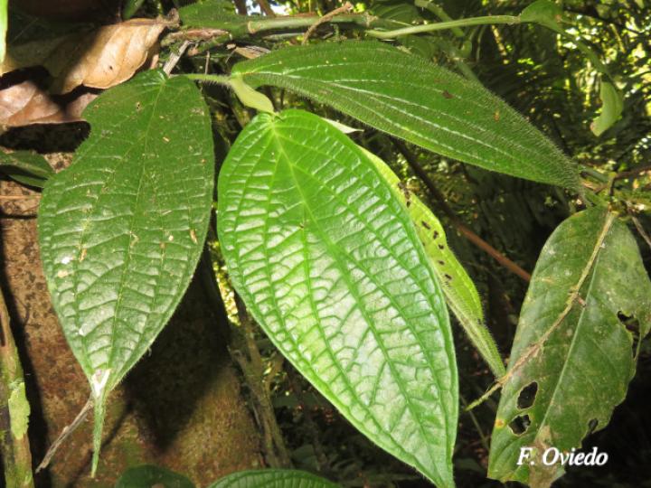 Piper arcteacuminatum