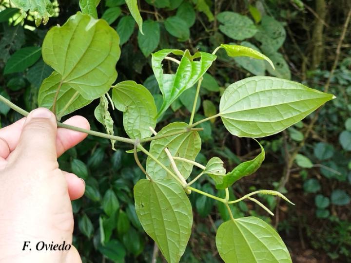 Piper multiplinervium