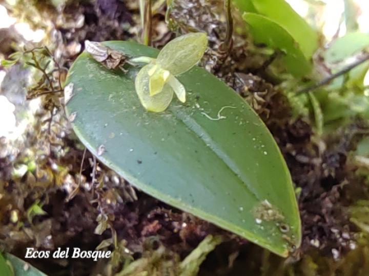 Pleurothallis discoidea