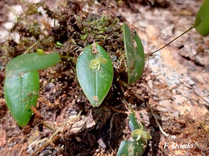Pleurothallis discoidea