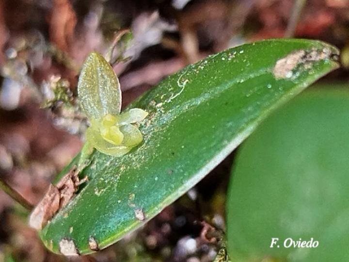 Pleurothallis discoidea