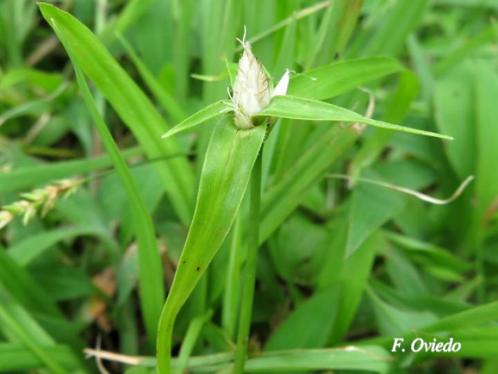 Rhynchospora radicans