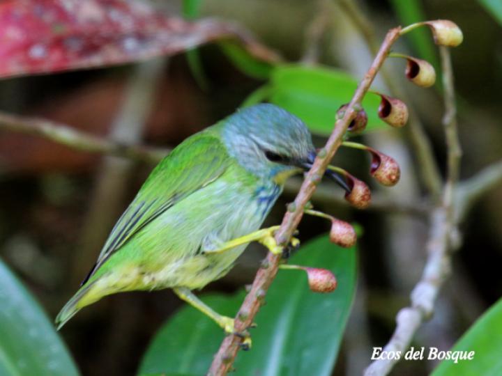 Picudo patiamarillo en Sarcopera sessiliflora