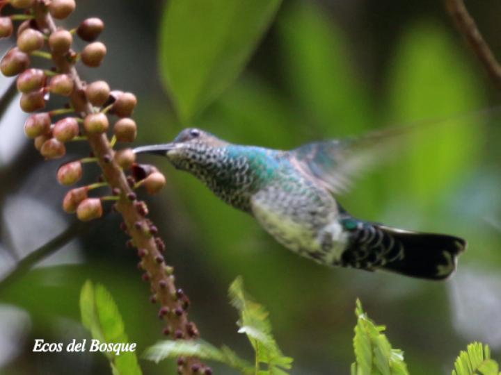 Hembra de Jacobino nuquiblanco en Sarcopera sessiliflora