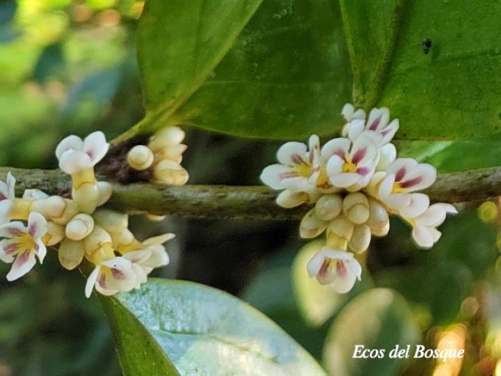 Schlegelia parviflora